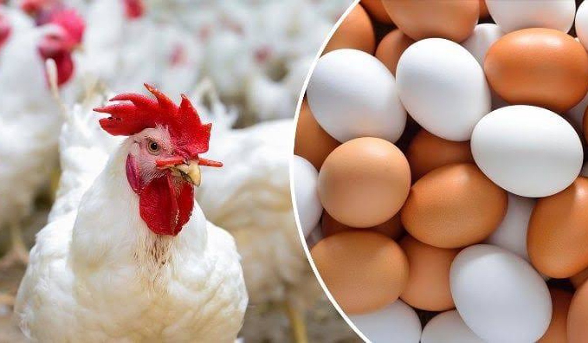 الفراخ رخصت تاني: تعلن بورصة الدواجن أسعار الفراخ البيضاء اليوم بالأسواق
