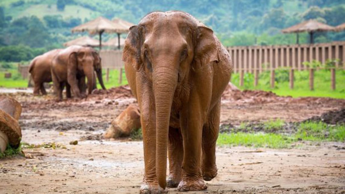 حديقة الفيلة الطبيعية (Elephant Nature Park)