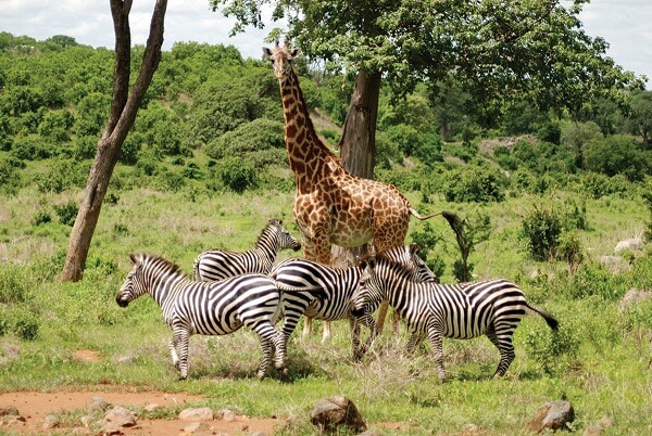 Africa Safari Park