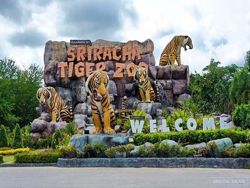 حديقة النمور في باتايا (Tiger Park Pattaya)