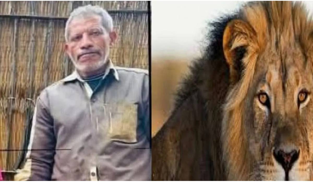 أسد يهاجم حارس العرين في حادث مفزع في حديقة حيوان الفيوم